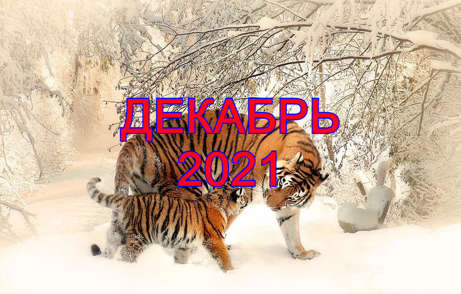 Чем пахнет новый год 100 к 1 ответ. Смотреть фото Чем пахнет новый год 100 к 1 ответ. Смотреть картинку Чем пахнет новый год 100 к 1 ответ. Картинка про Чем пахнет новый год 100 к 1 ответ. Фото Чем пахнет новый год 100 к 1 ответ